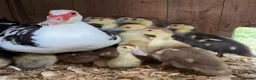 Ducks poultry for sale: 12 Adorable Muscovy Ducklings for Sale  in Warminster - Advert 1