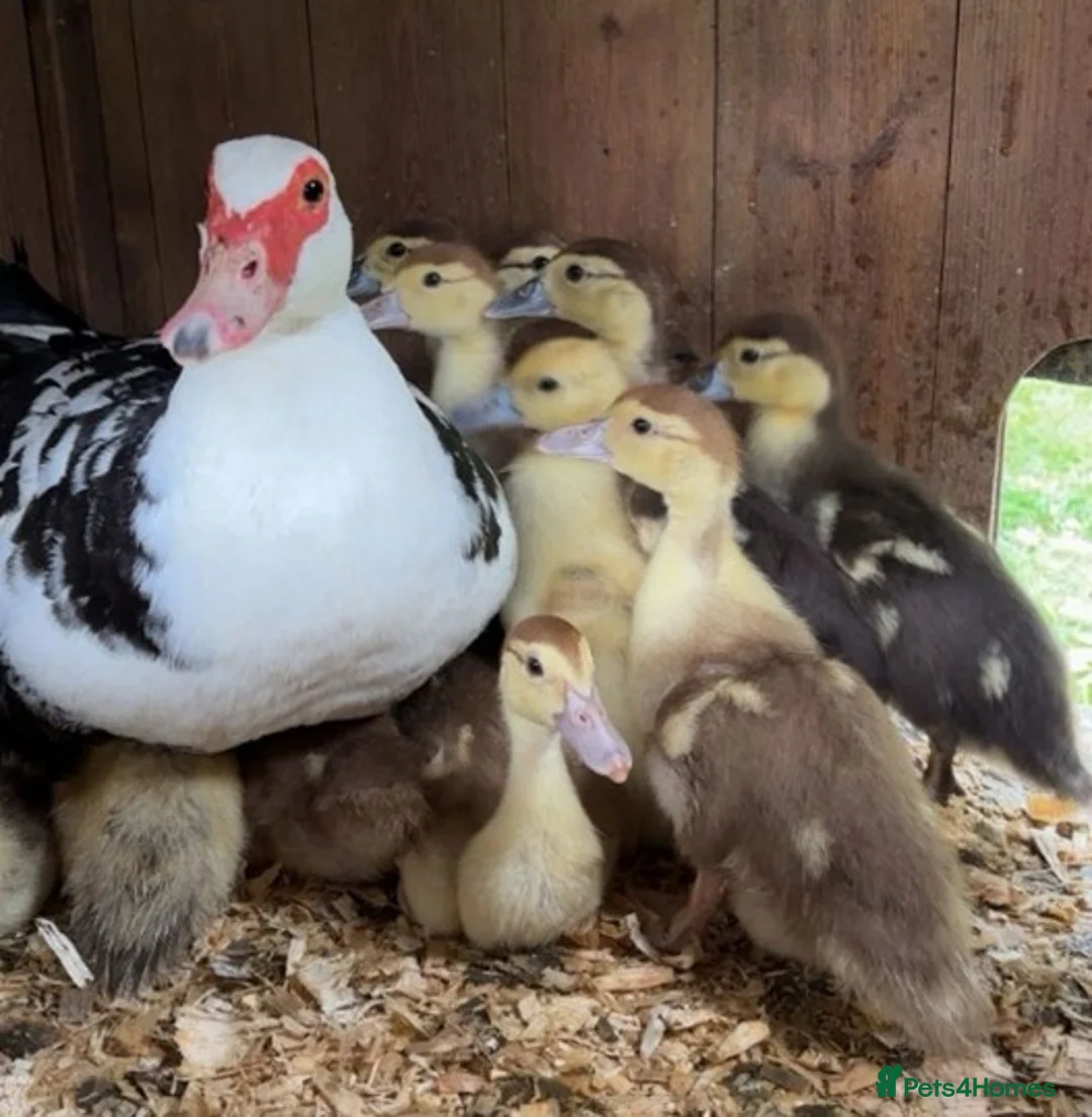 Ducks poultry for sale: 12 Adorable Muscovy Ducklings for Sale  in Warminster - Advert 1