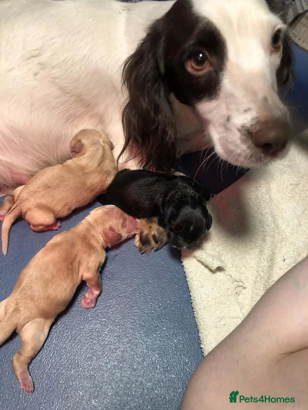 Cocker Spaniel dogs for sale: working cocker spaniel kc reg health tested. Lemon - Advert 1