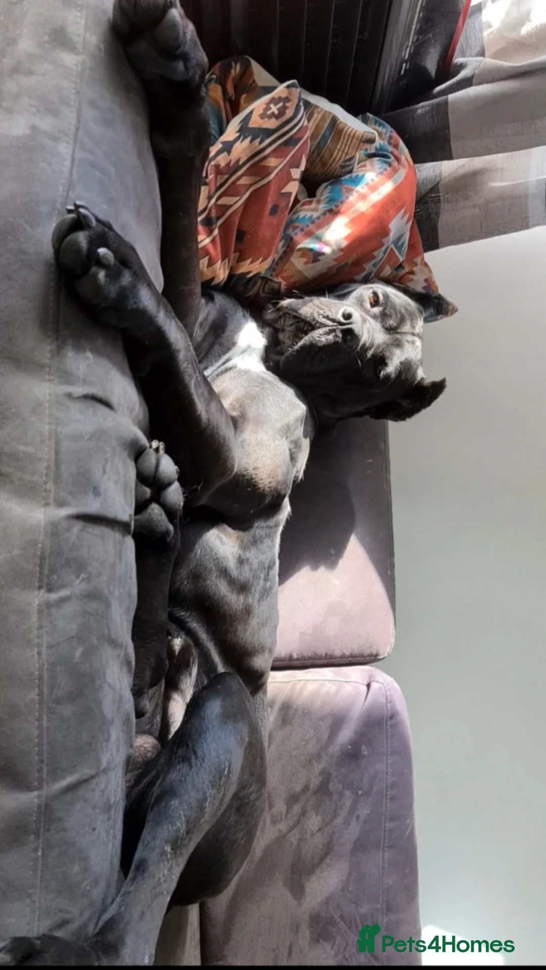 Cane Corso dogs for sale: Beautiful black male Cane Corso puppy - Advert 21