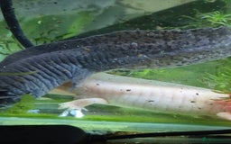 Other/Mixed Breed fish for sale: Axolotls - Advert 2
