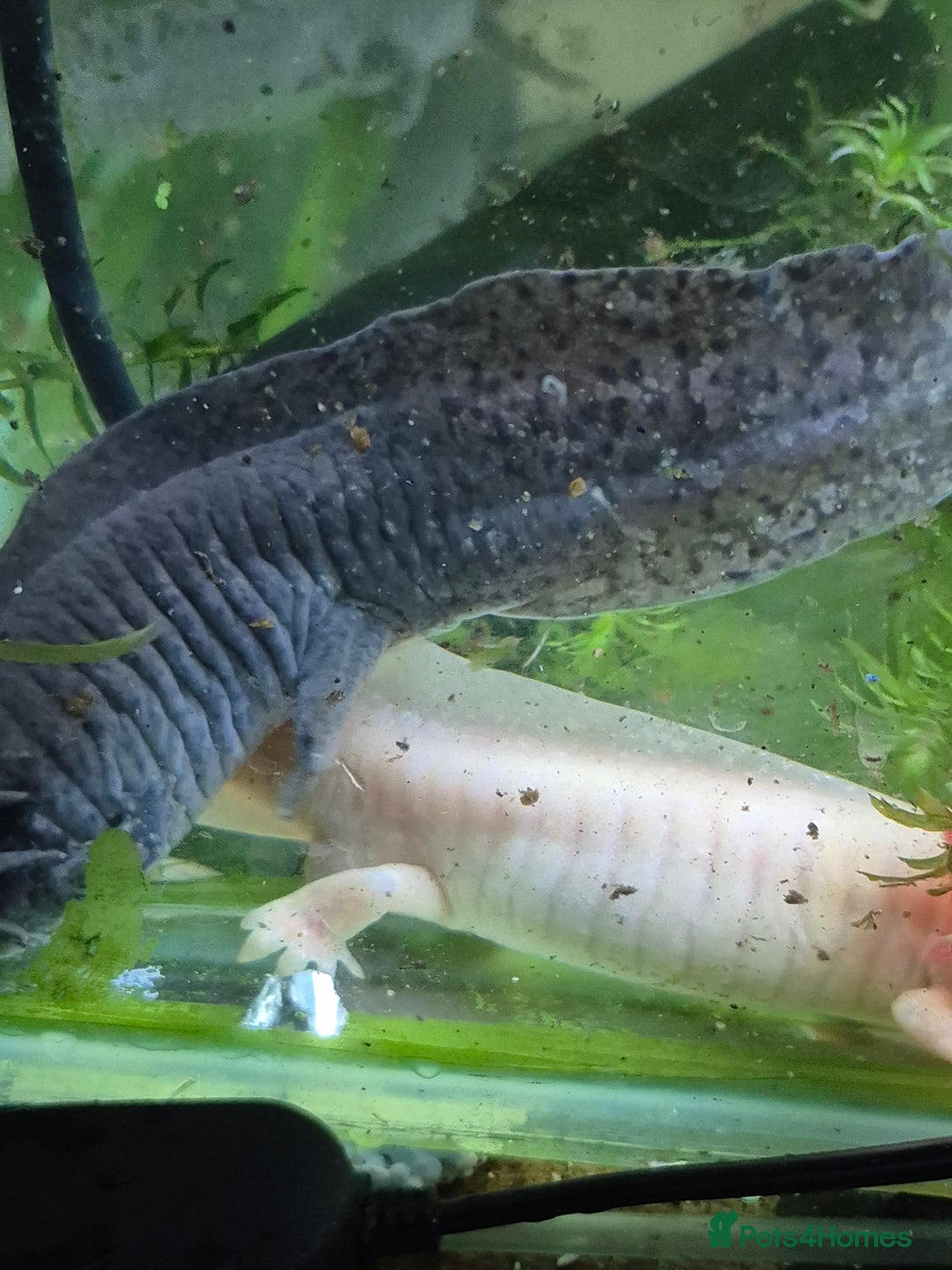 Other/Mixed Breed fish for sale: Axolotls - Advert 2