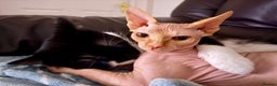 Sphynx cats for sale: Luna is looking for forever home - Advert 3