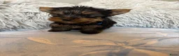 Yorkshire Terrier dogs for sale: Yorkshire terriers puppies - Advert 16
