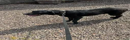 Labrador Retriever dogs for sale: Happy and playful Black Labrador boy - Advert 5