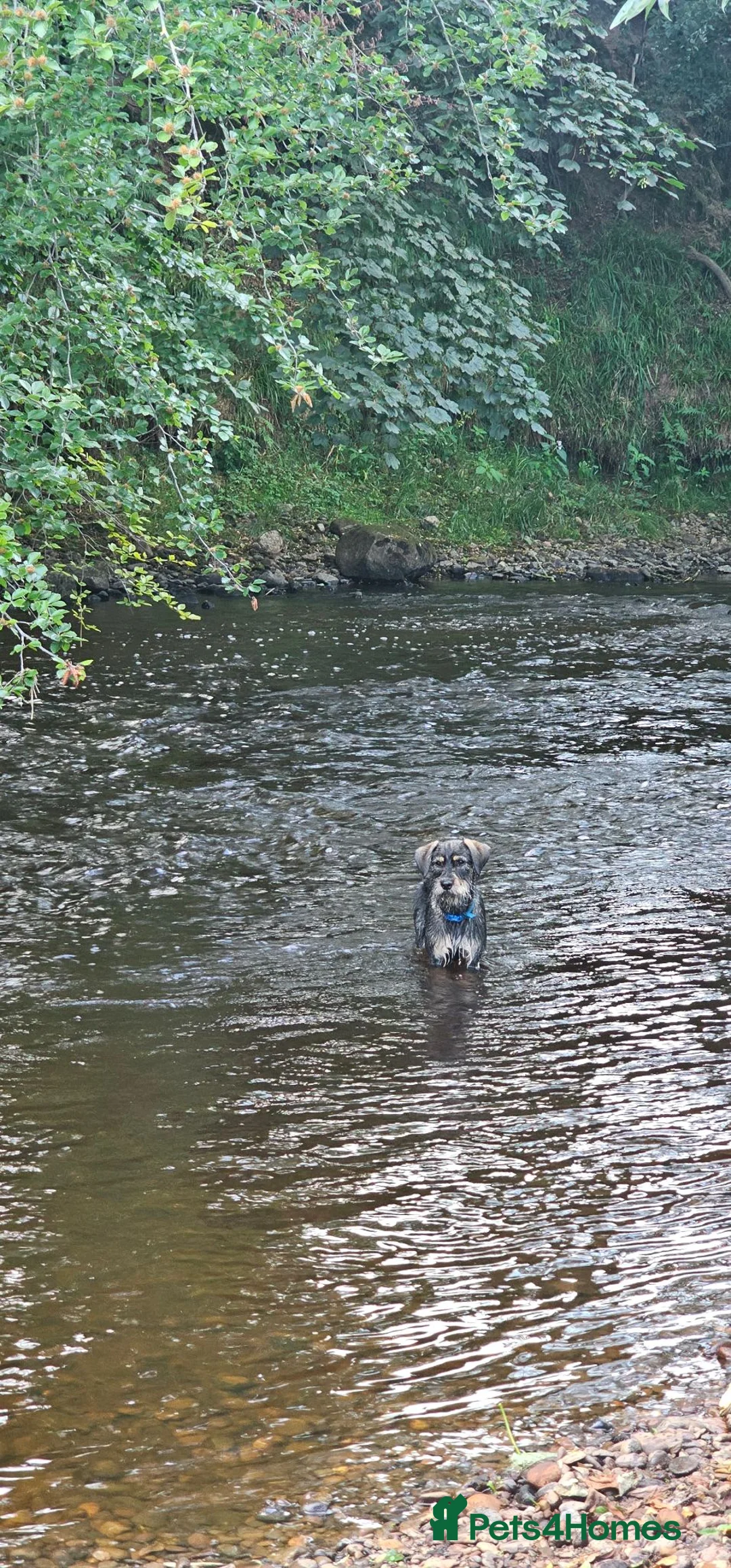 Mixed Breed dogs for sale: Stunning Scout, 9 month old labrador/schnoodle  - Advert 10