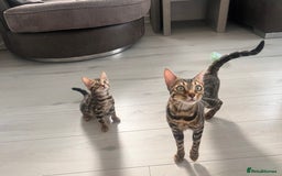 Bengal cats for sale: Stunning full pedigree bengal kittens *READY*  - Image 9