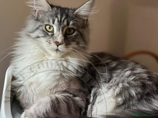Maine Coon cats for sale - Advert 1
