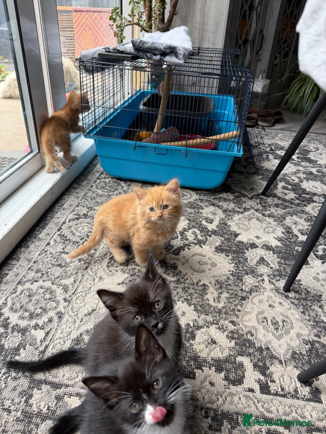 Mixed Breed cats for sale: 4 Beautiful Kittens looking for their new home  - Advert 8