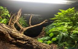 Gecko reptiles for sale: 2 crested geckos & 2 gargoyle geckos with setups - Image 15