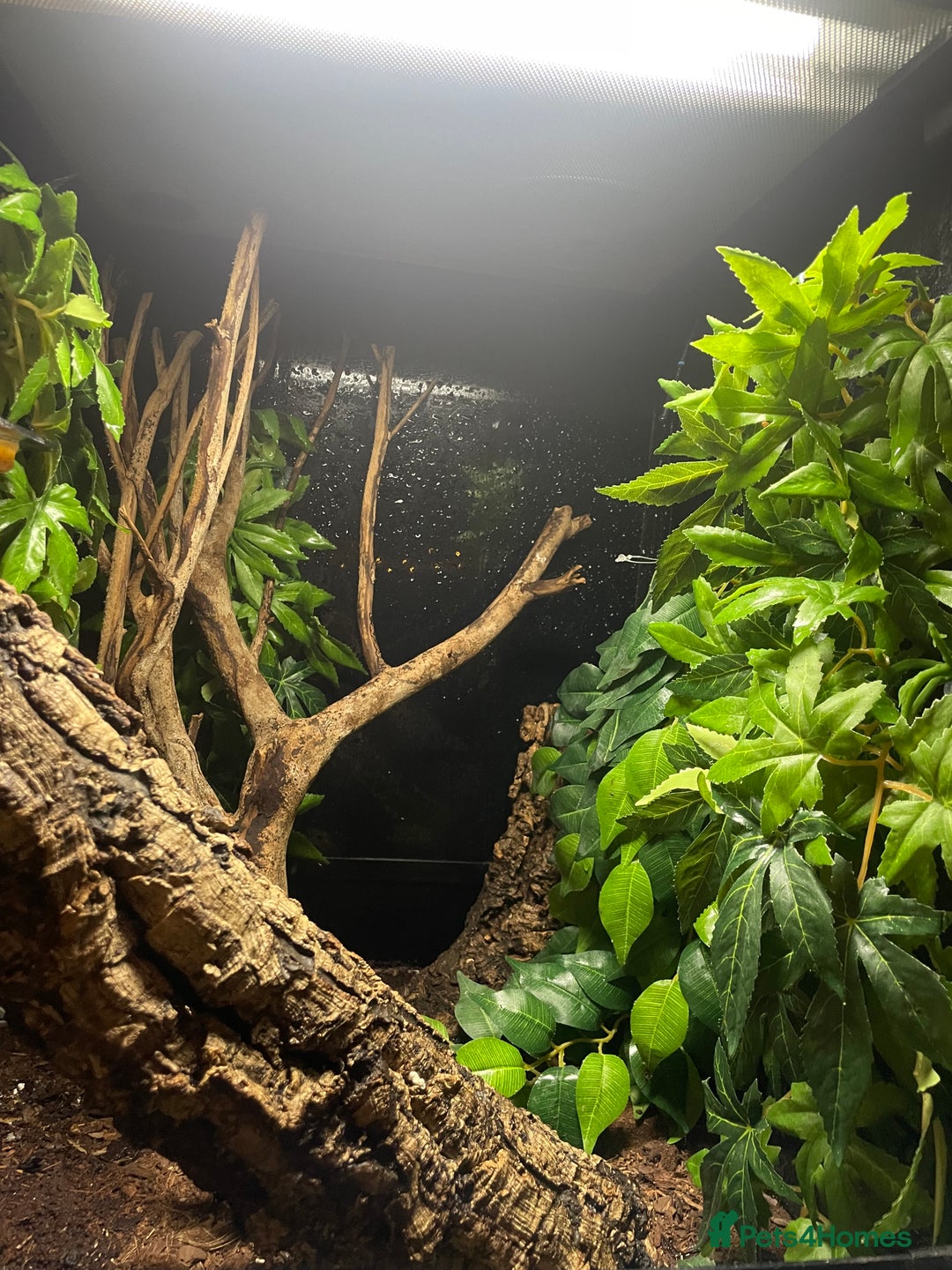 Gecko reptiles for sale: 2 crested geckos & 2 gargoyle geckos with setups - Image 15