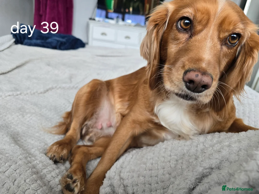 Cocker Spaniel dogs for sale: Cocker spaniel male  - Advert 2