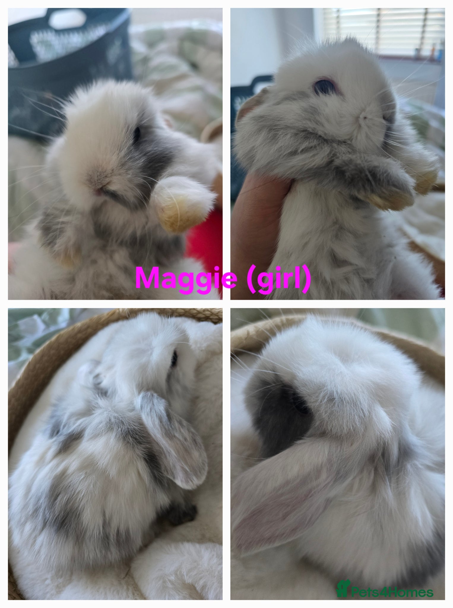 Mini Lop rabbits Beautiful mini lops x10 - Advert 1