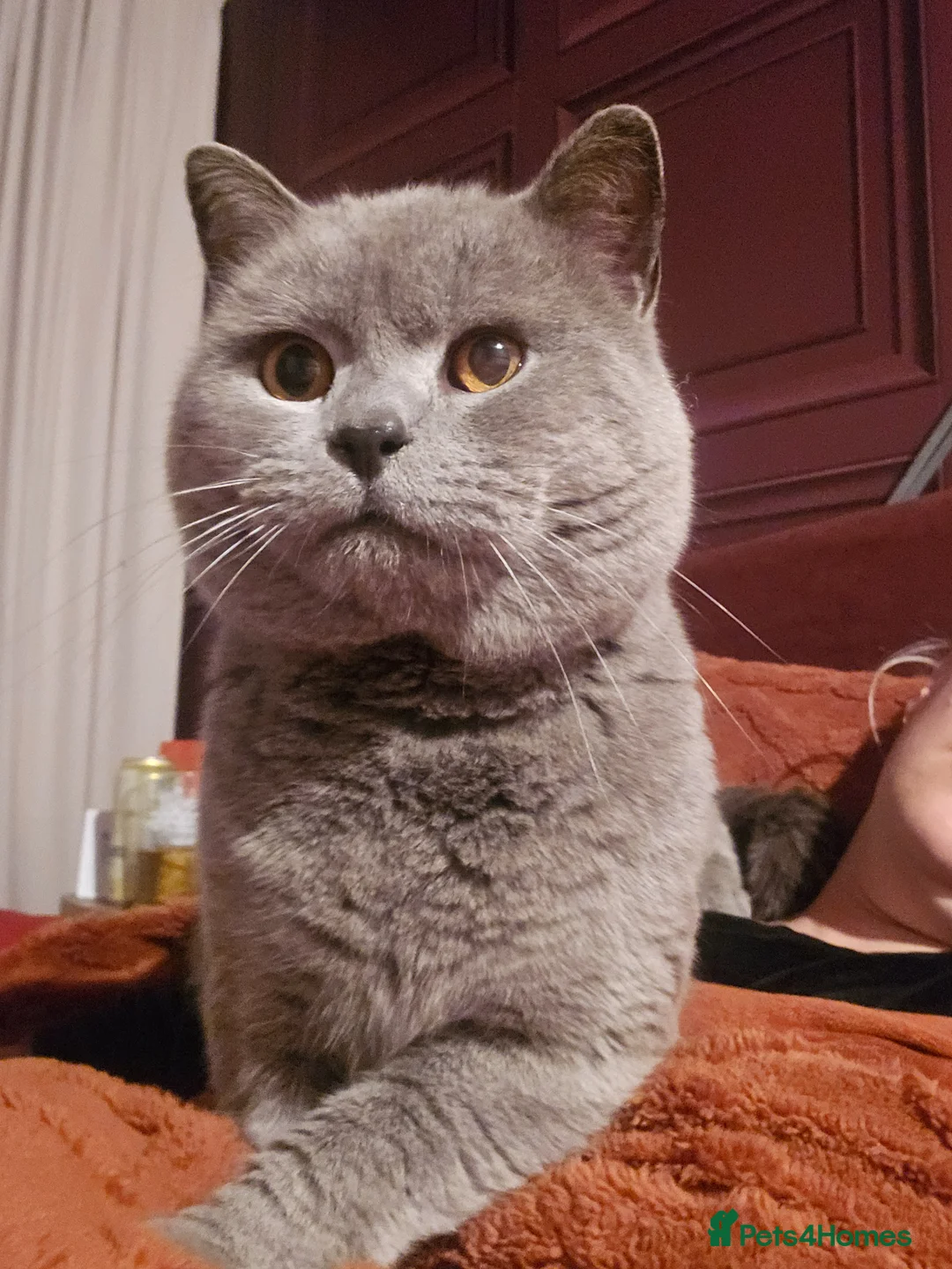 British Shorthair cats for stud: Beautiful boy - Advert 2