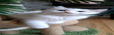 Ragdoll 4