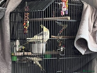 Cockatiels birds - Advert 10