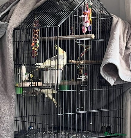 Cockatiels birds - Advert 1