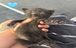 British Longhair cats for sale: Fluffy kittens for sale - Image 2