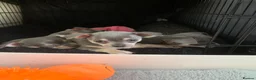 Chihuahua dogs for sale: Beautiful blue Tri  chihuahua puppies £1600 - Advert 9
