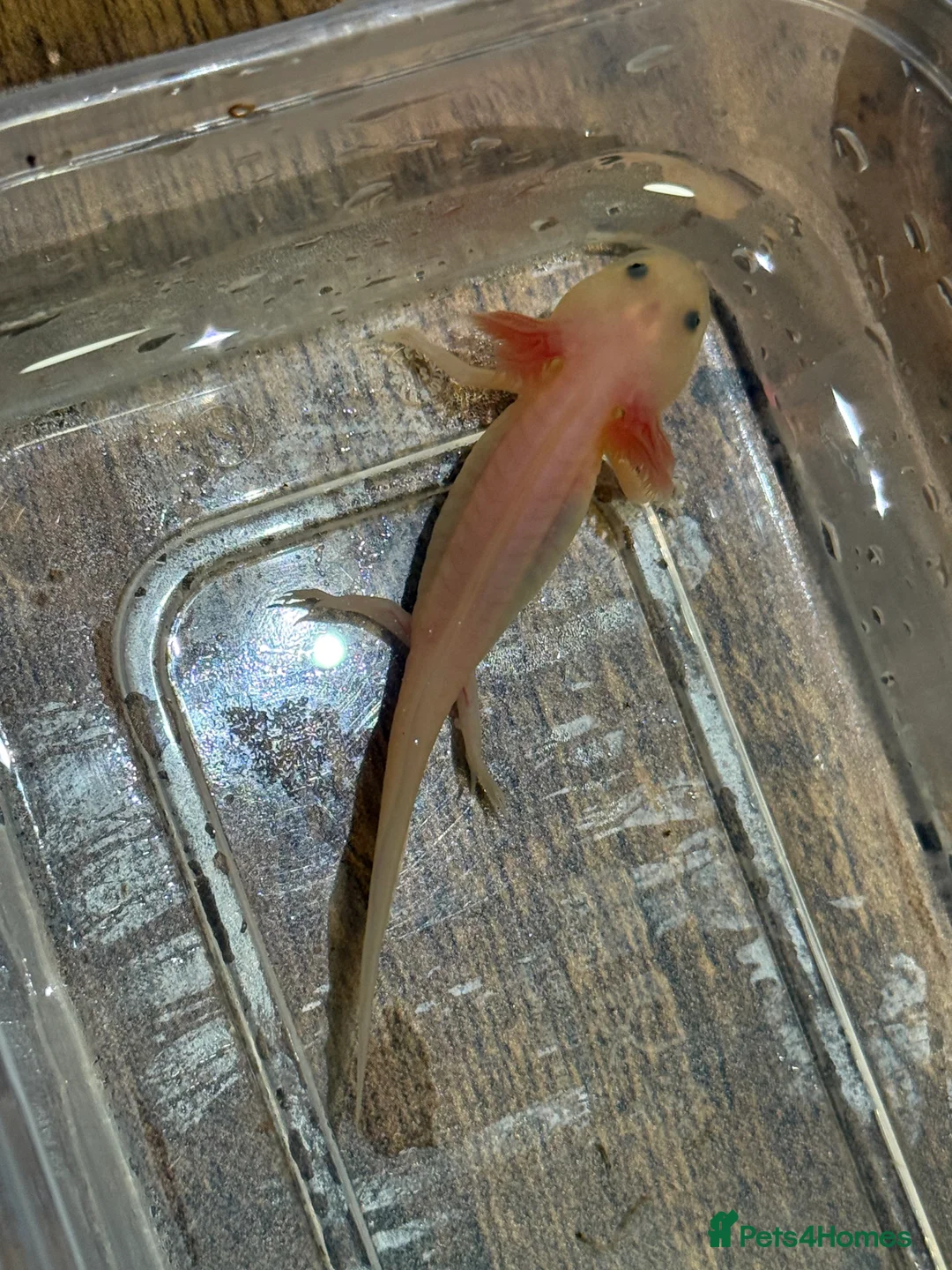 Axolotl reptiles for sale: Axolotls  - Advert 4