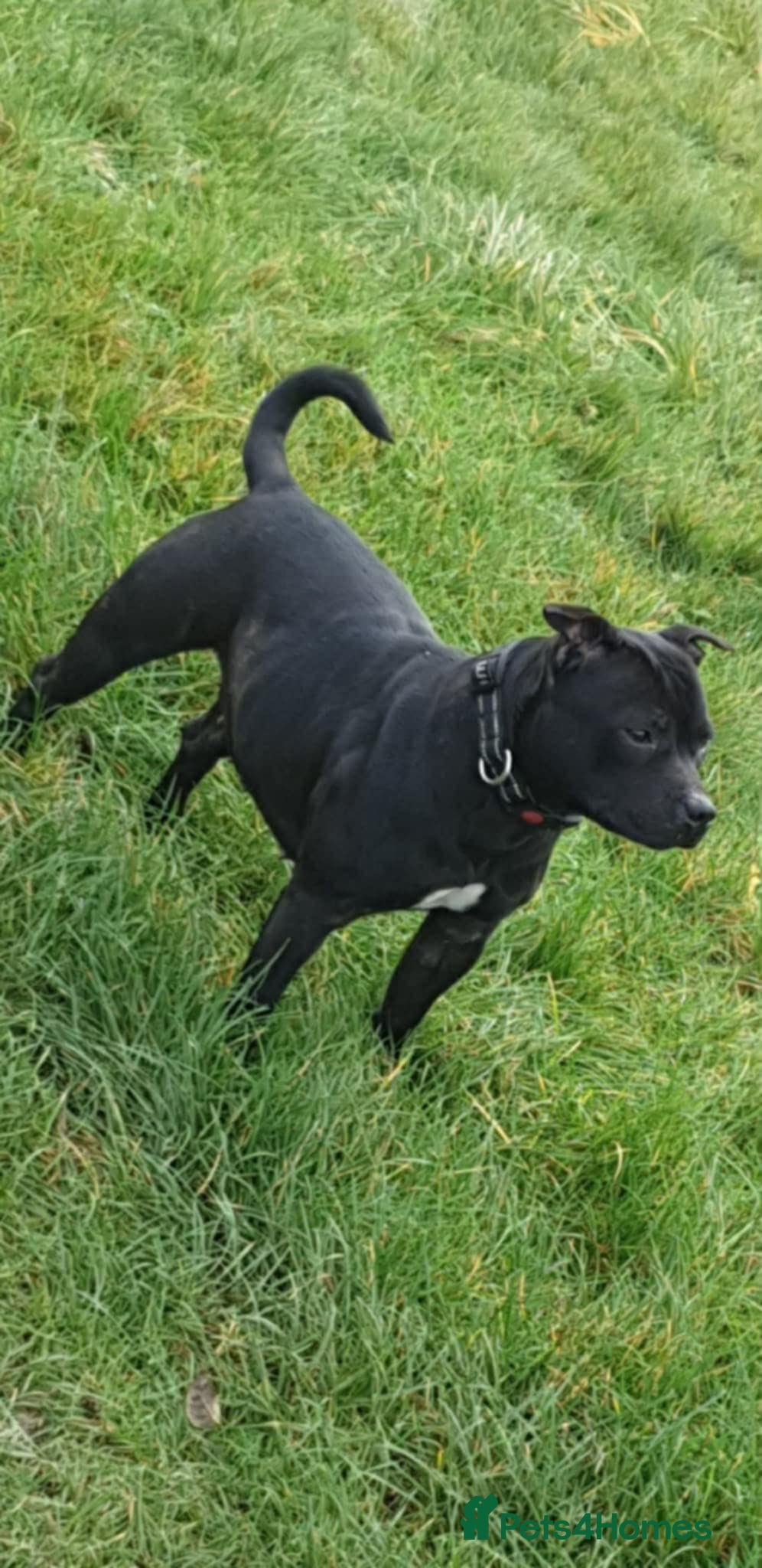 Staffordshire Bull Terrier dogs Blue & Brindle Litter – From Champion Bloodlines - Advert 2
