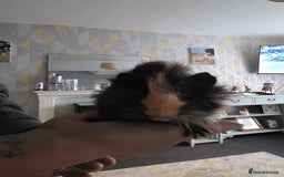 Guinea Pig rodents for sale: 6 boars 4 sale pr5 5ag  - Advert 5