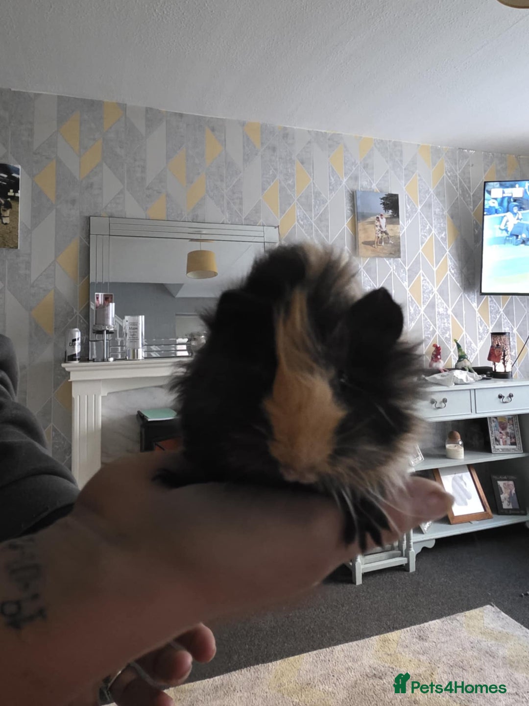 Guinea Pig rodents for sale: 6 boars 4 sale pr5 5ag  - Advert 5