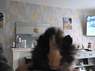 Guinea Pig rodents 6 boars 4 sale pr5 5ag - Advert 1