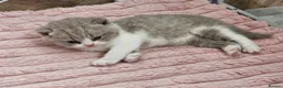 British Shorthair cats for sale: Lovely Lilac & White British Shorthair Boy Kitten in Westgate-on-Sea - Advert 8