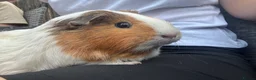 Guinea Pig rodents for sale: 3 female Guinea pigs  - Advert 1