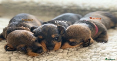 Miniature Dachshund dogs - Advert 7