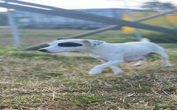 Jack Russell dogs for sale: Jack Russell Dog Puppies - Image 3