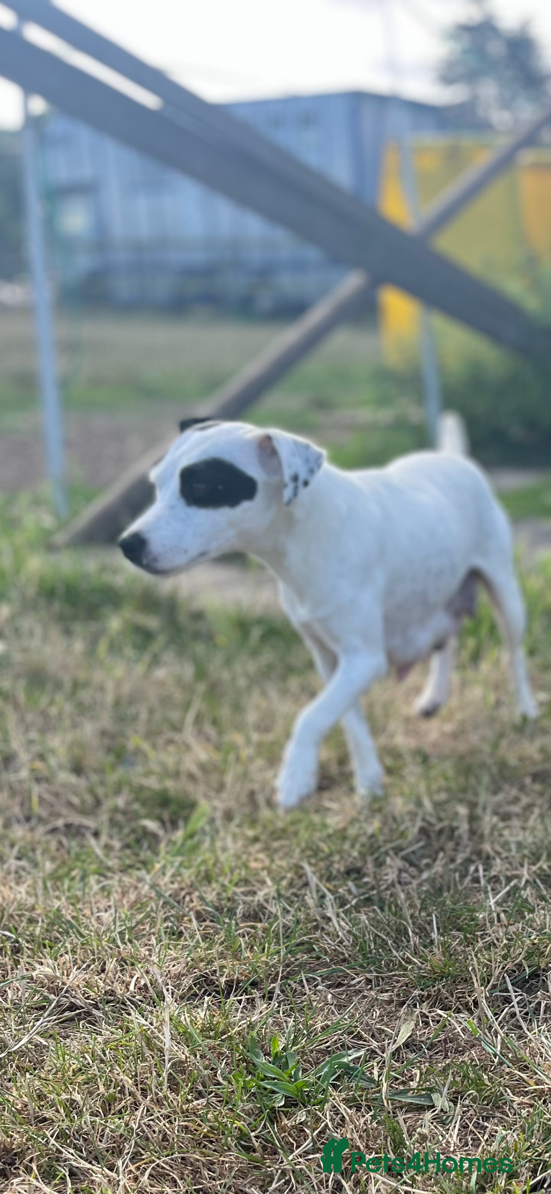 Jack Russell dogs for sale: Jack Russell Dog Puppies - Image 3