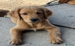 Labrador Retriever dogs for sale: Fantastic litter of fox Red Labrador puppies - Image 8