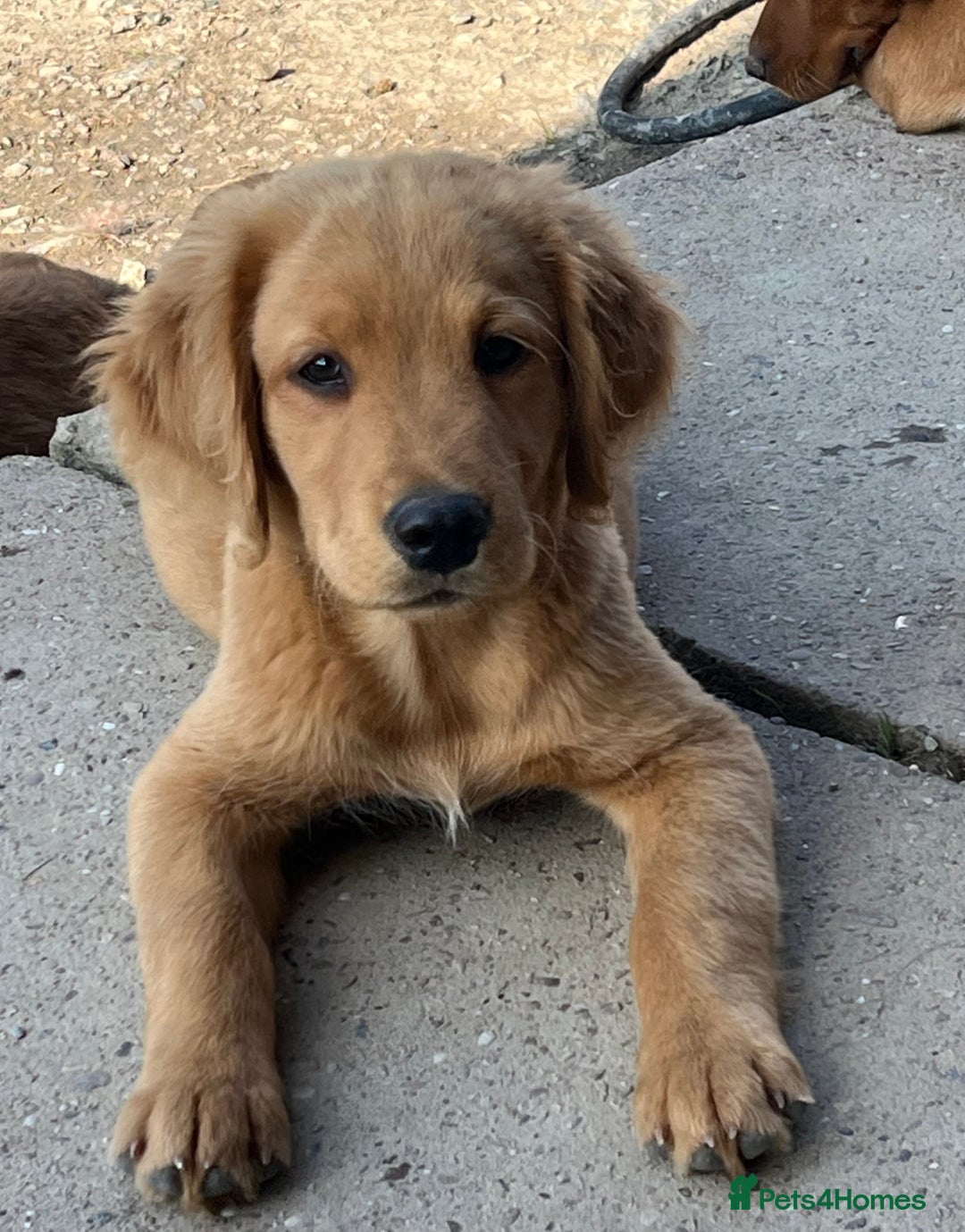 Labrador Retriever dogs for sale: Fantastic litter of fox Red Labrador puppies - Image 8