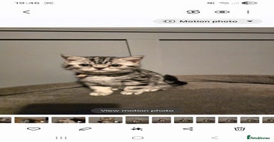 British Shorthair cats Beautiful bsh silver tabby kitten - Advert 8