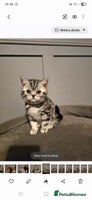 British Shorthair cats Beautiful bsh silver tabby kitten - Advert 13