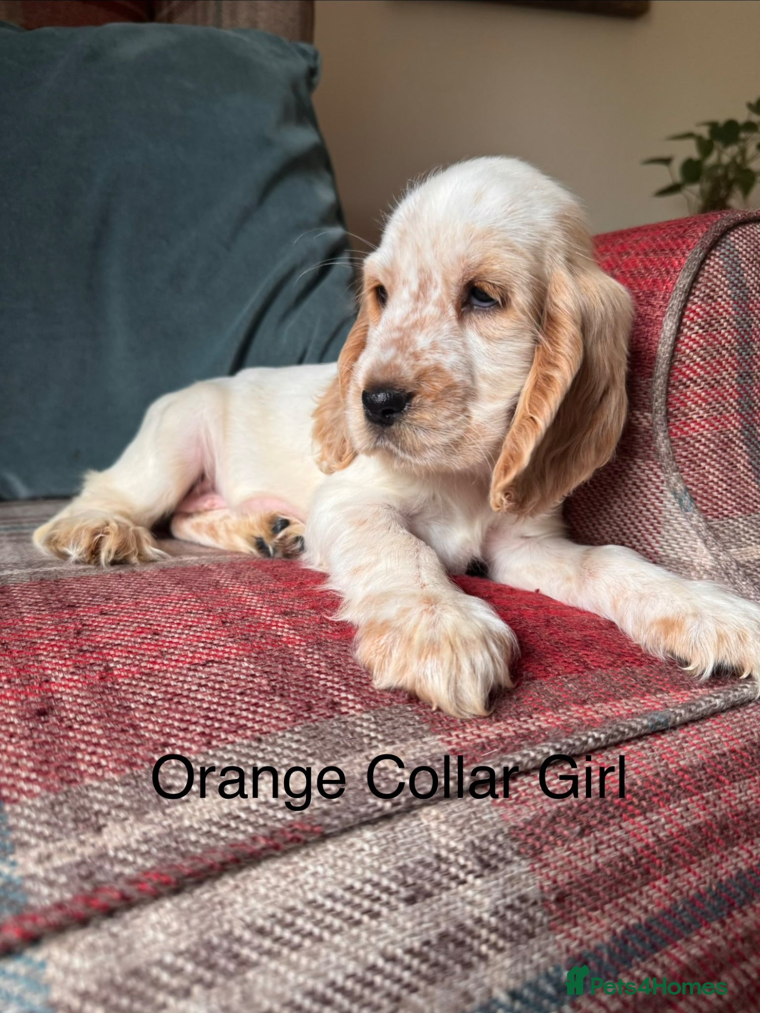 Cocker Spaniel dogs for sale: KC Registered, health tested, show type puppies - Advert 3