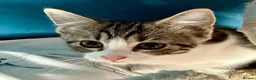 Mixed Breed cats for sale: Gorgeous tabby and white female Kitten - Elsie - Advert 8