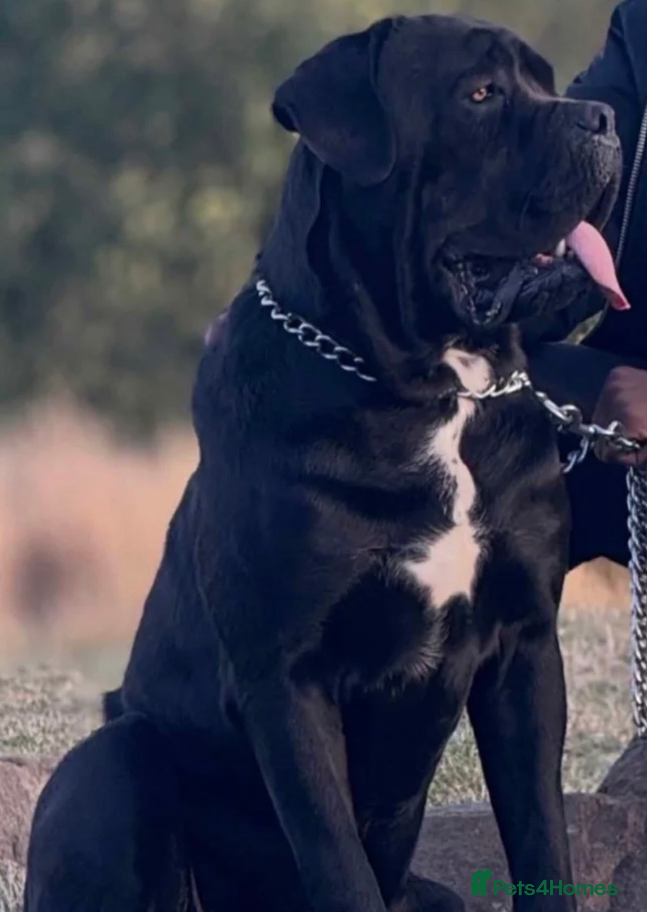 Cane Corso dogs CANE CORSO STUD! - Advert 2