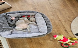 French Bulldog dogs for sale: Ralphie 12 week old French Bulldog - Image 11