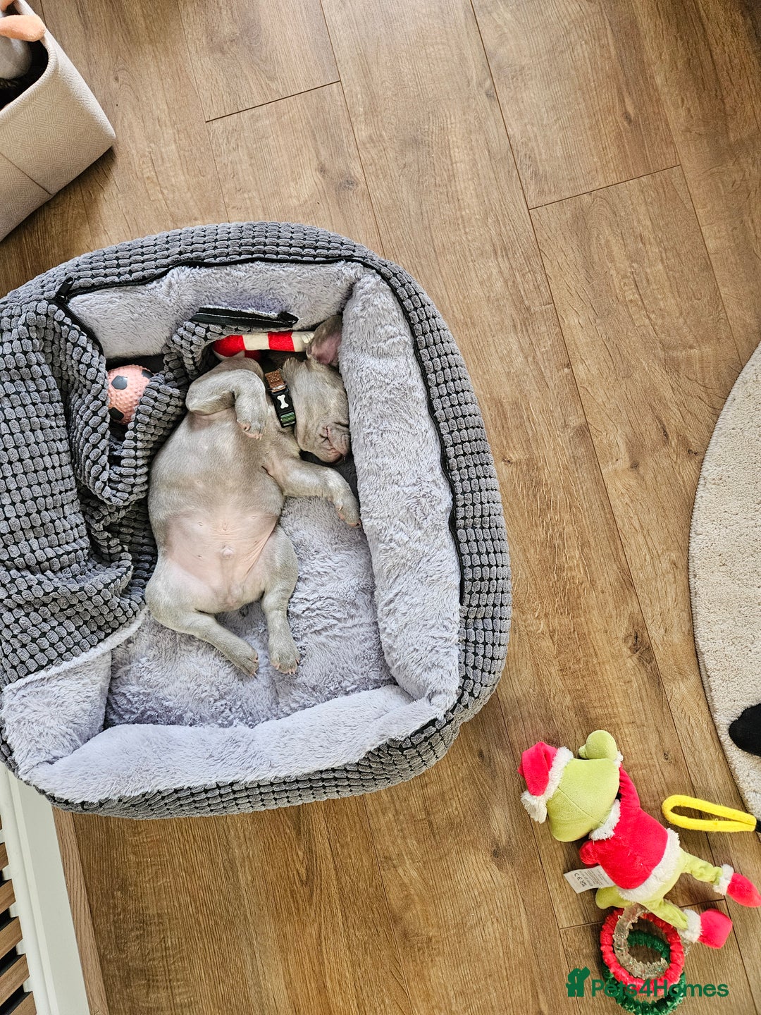 French Bulldog dogs for sale: Ralphie 12 week old French Bulldog - Image 11