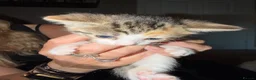 Domestic Shorthair cats for sale: Kittens for rehome 🐱  in Melton Mowbray - Advert 3