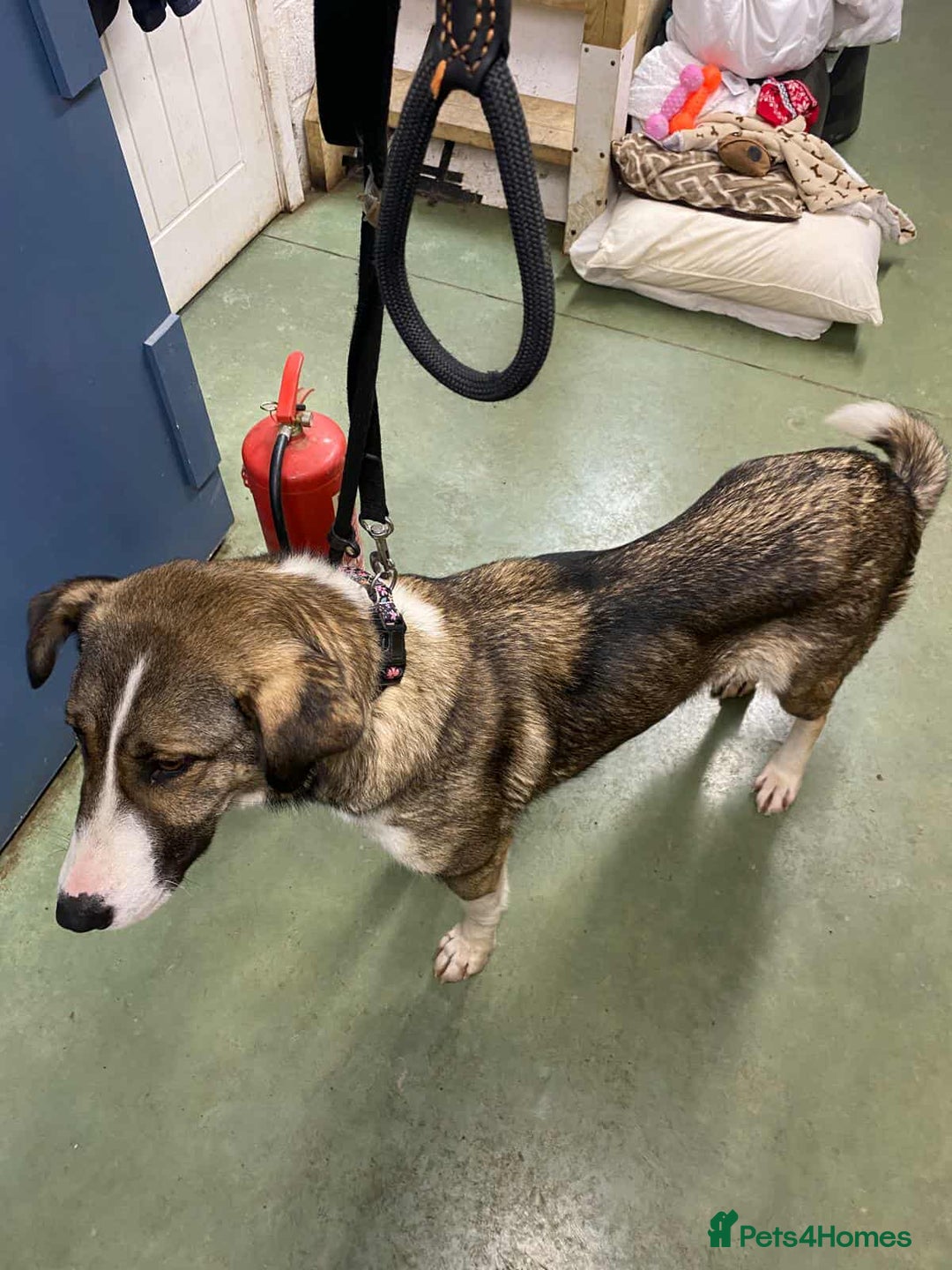 Mixed Breed dogs for adoption: BLANCA - Advert 13