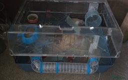Hamster rodents for sale: Syrian female hamster no offers - Image 4