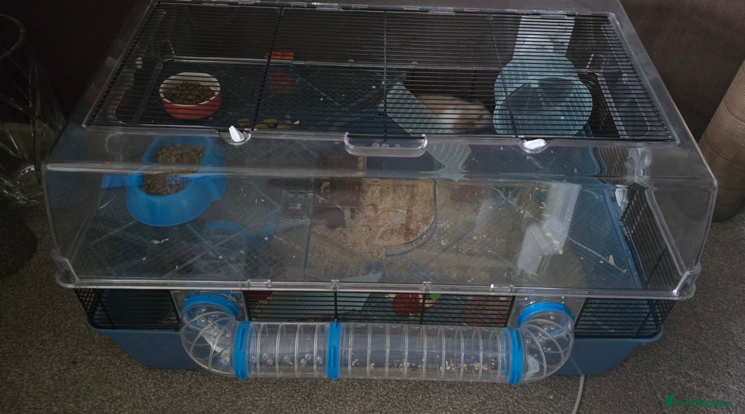 Hamster rodents for sale: Syrian female hamster no offers - Image 4