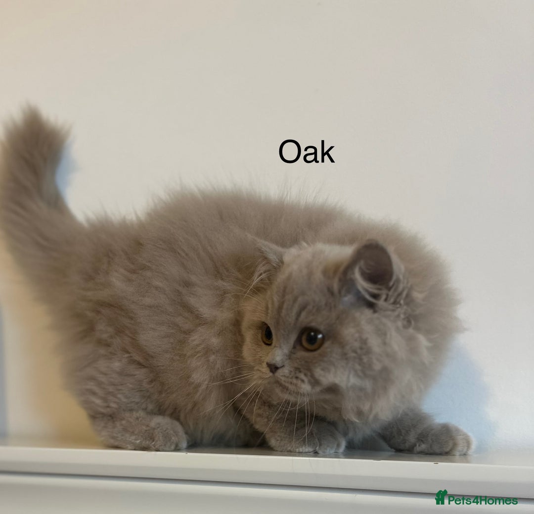 British Shorthair cats for sale: Ready🏡British Shorthair Chuky Kittens - Image 16