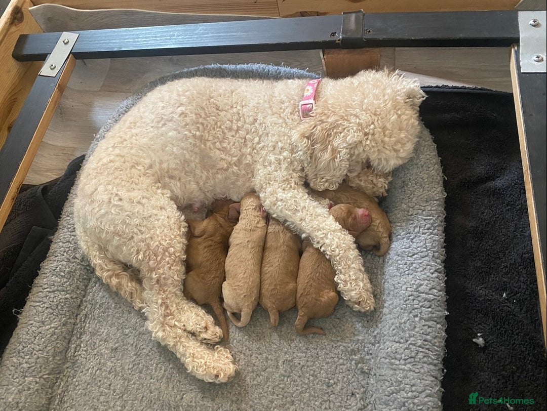 Cavapoochon dogs for sale: 🐾 Adorable F1b Cavapoochon Puppies- Ready Soon!🐾 - Image 7