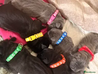 Cane Corso dogs 4 cane corso puppies for sale - Advert 11