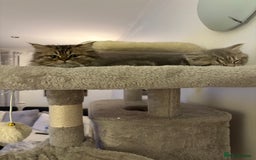 Persian cats for sale: Beautiful loving Persian Boy - Image 5